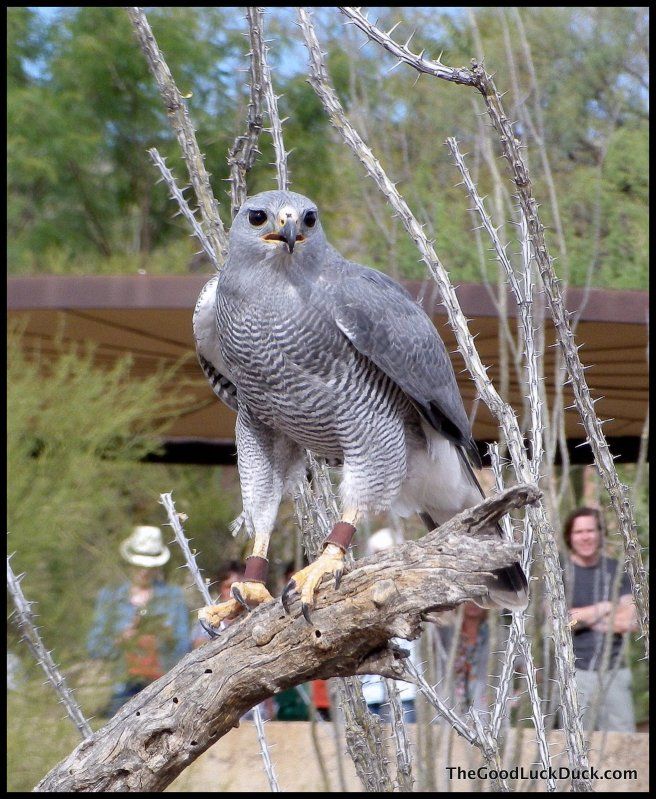 Gray hawk - Sonoran Desert Museum