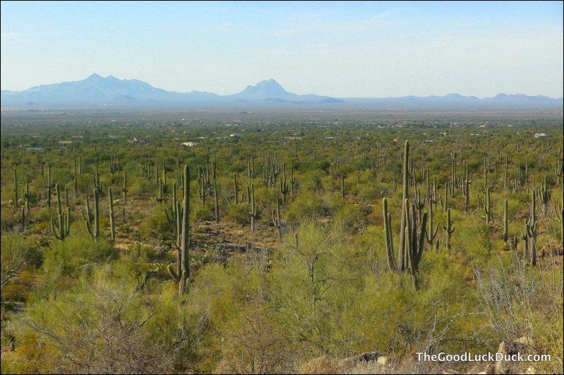 Sonoran Desert, Saguaro National Park