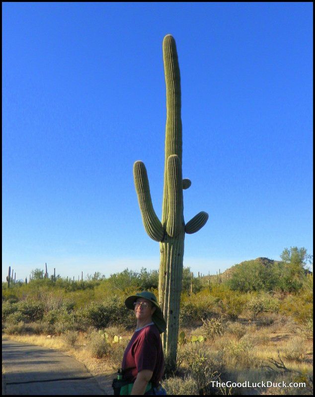 Saguaro cactus Saguaro National Park