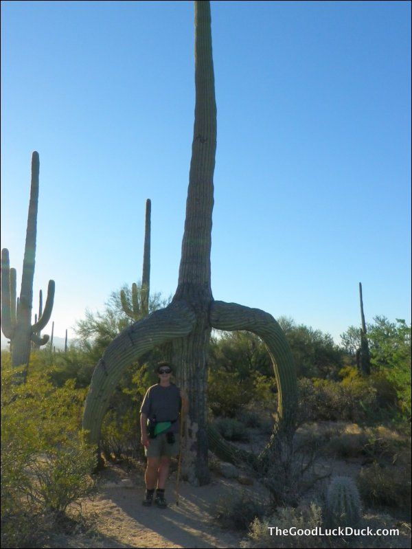 Giant Saguaro