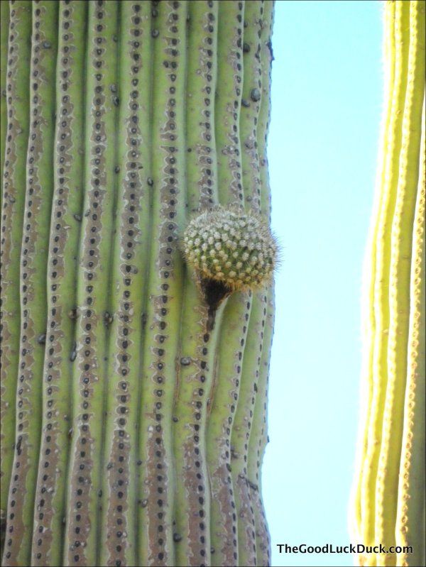 Saguaro National Park