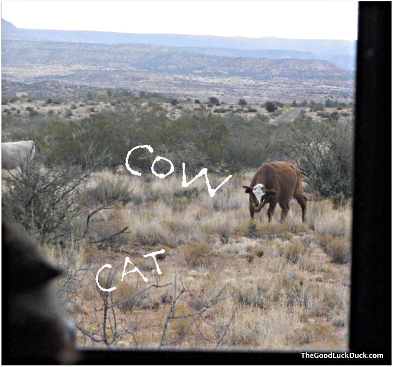 cow and cat