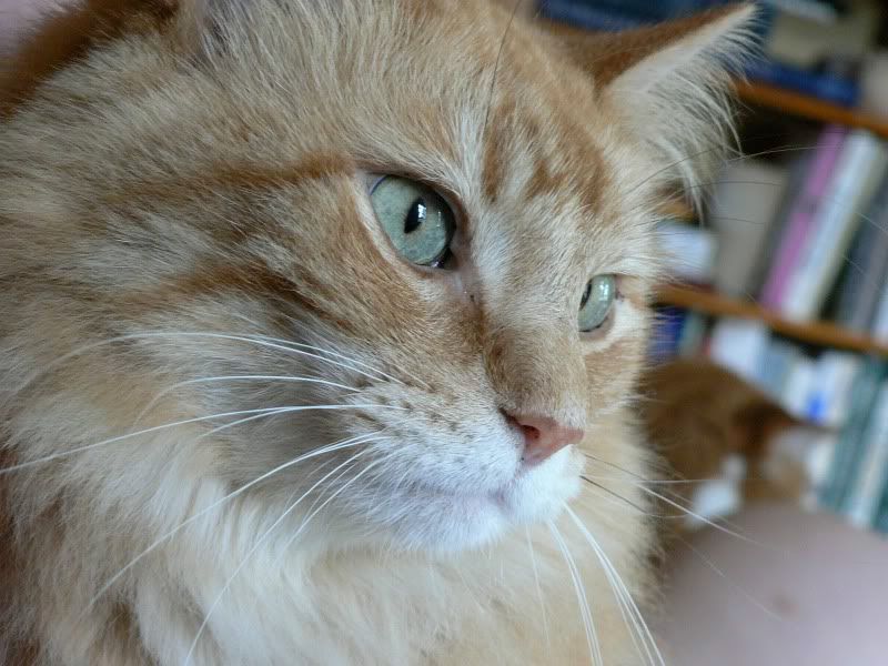 cat