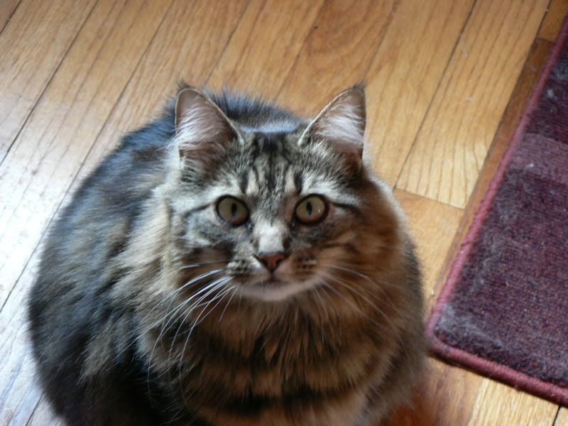 cat