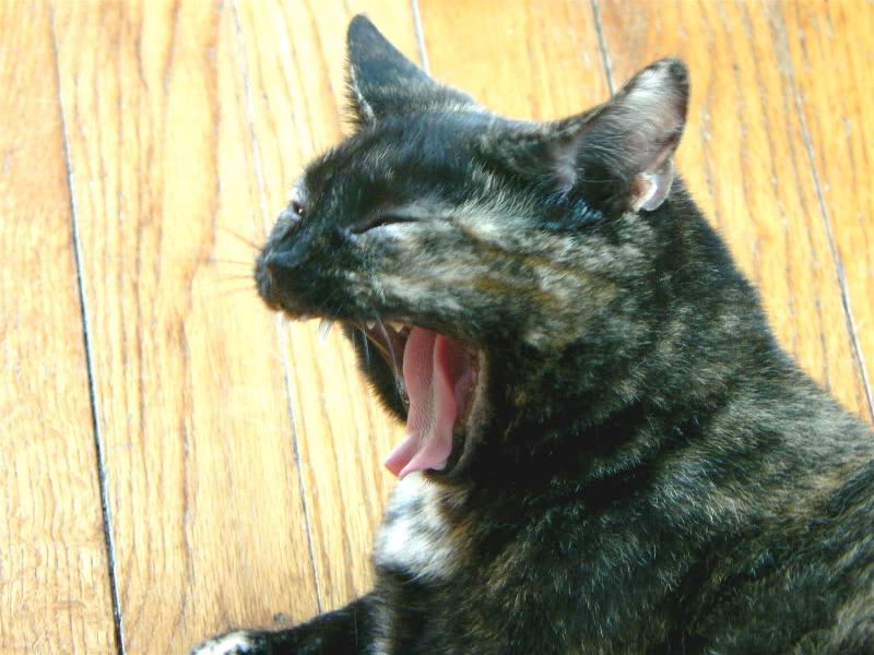 Lola\'s yawn