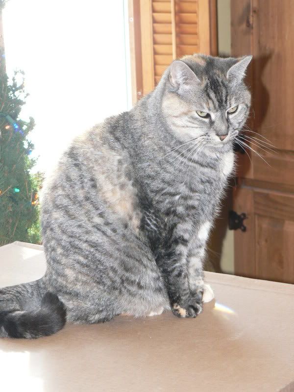 Lily on Bed Day, December 2008 (11 years)