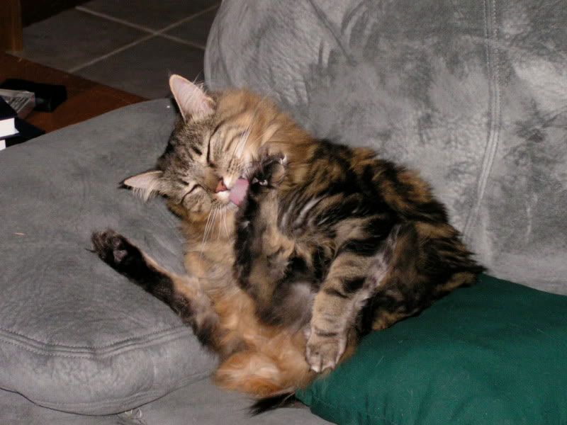 cat