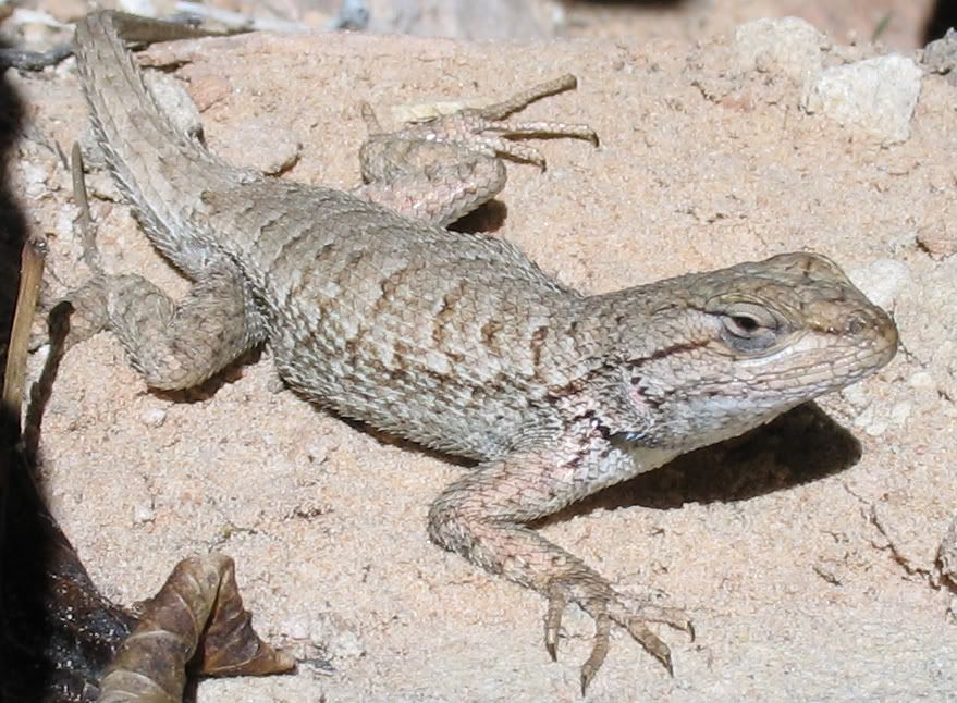 Wild Colorado Lizards