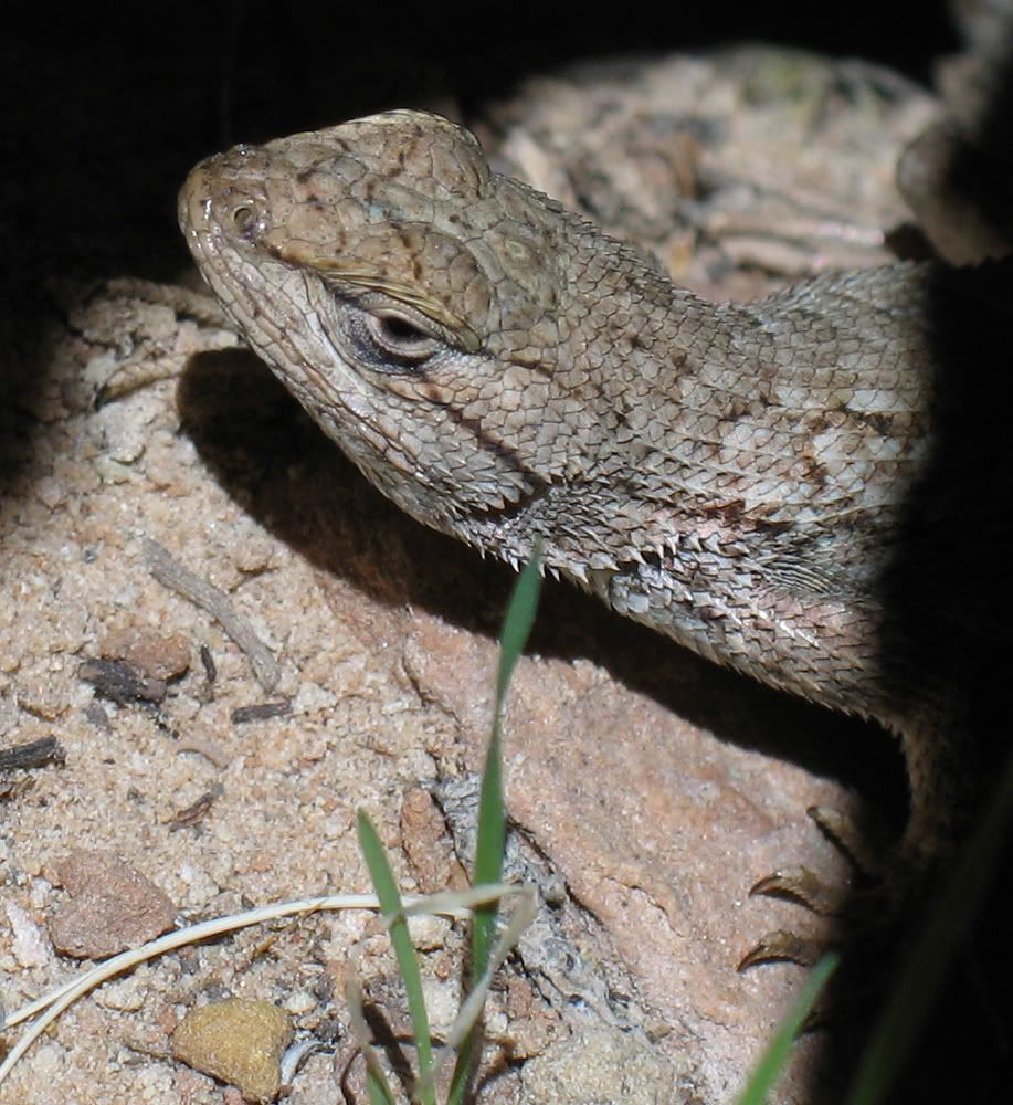 Wild Colorado Lizards