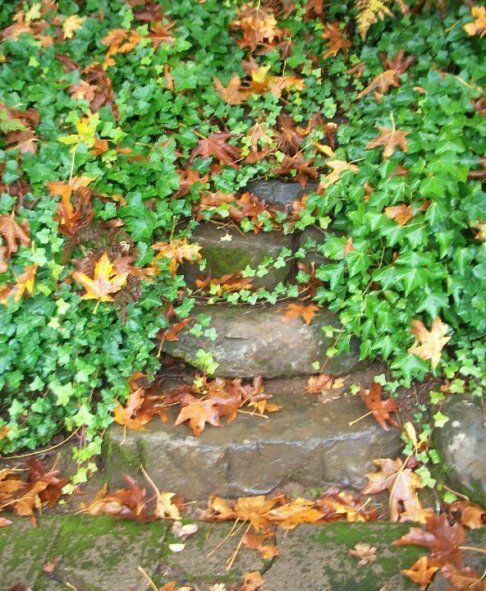 overgrown photo: These stairs are behind the music house at Corban  They don't lead anywhere any more and are almost completely overgrown with ivy  This turned out oddly bright though and I'm going to see if I can get a better shot tomorrow after work 75148_1647936088192_7304954_n.jpg
