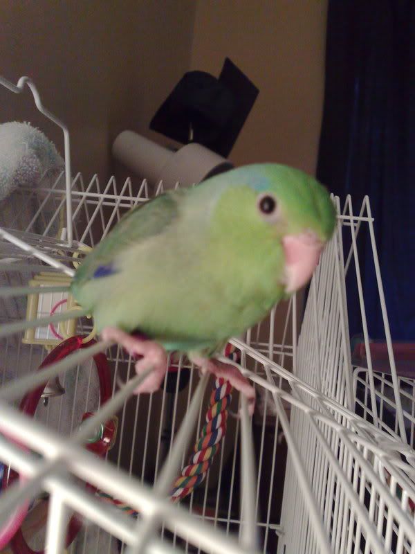 Sleeping on bottom of the cage? Parrotlets Forum TalkParrotlets