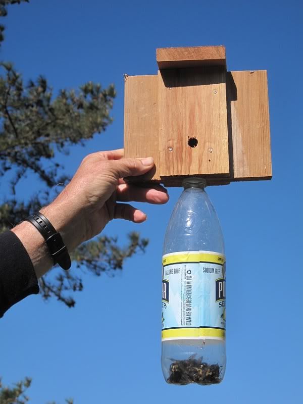 Carpenter Bee Trap