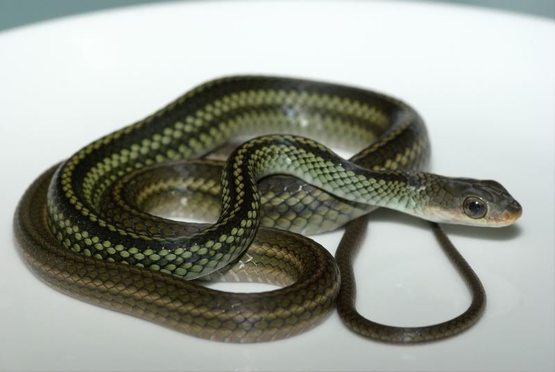 Snakes On A Plate, Part II: Ptyas Dhumnades - Field Herp Forum