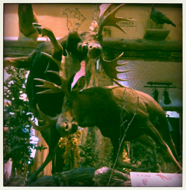 moose!