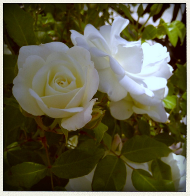 white roses for a white lady