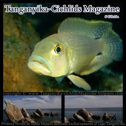 Tanganyika cichlids Magazine