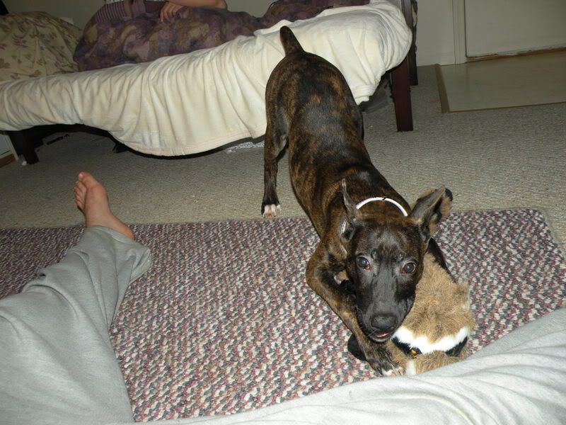 Donovan Pinscher http://www.dobermantalk.com/non-doberman-animal-talk/20925-tweek-donovan-pinscher-vs-raccoon.html