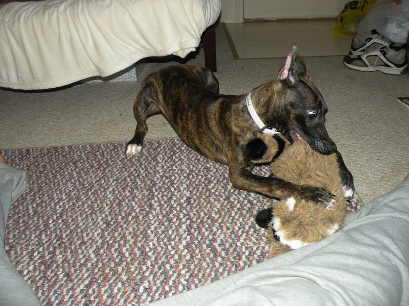 Donovan Pinscher http://www.dobermantalk.com/non-doberman-animal-talk/20925-tweek-donovan-pinscher-vs-raccoon.html