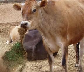 Cows Chewing Sod