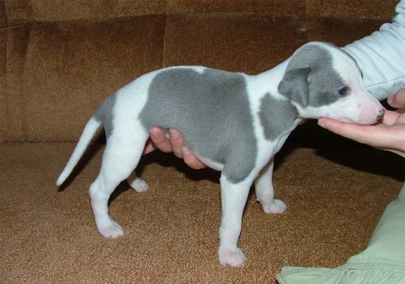 Blue_boy_3_weeks32.jpg