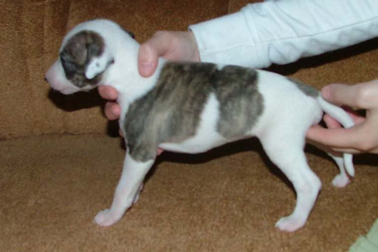 Brindle_boy_3_weeks1.jpg