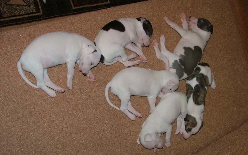 Pups_3_weeks_all1.jpg