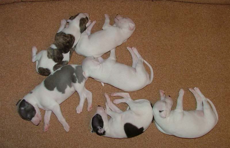 Pups_3_weeks_all_22.jpg