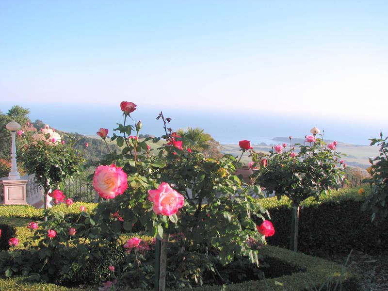 IMG_1923.jpg Roses overlooking the sea image by anitasacramento