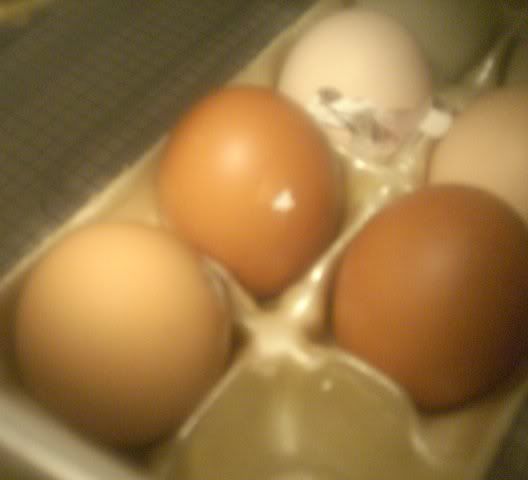 second egg hatching