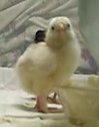 Chick B of First Hatch