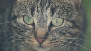 Cat.jpg