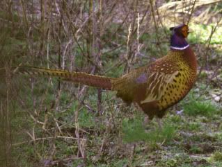 Pheasant.jpg