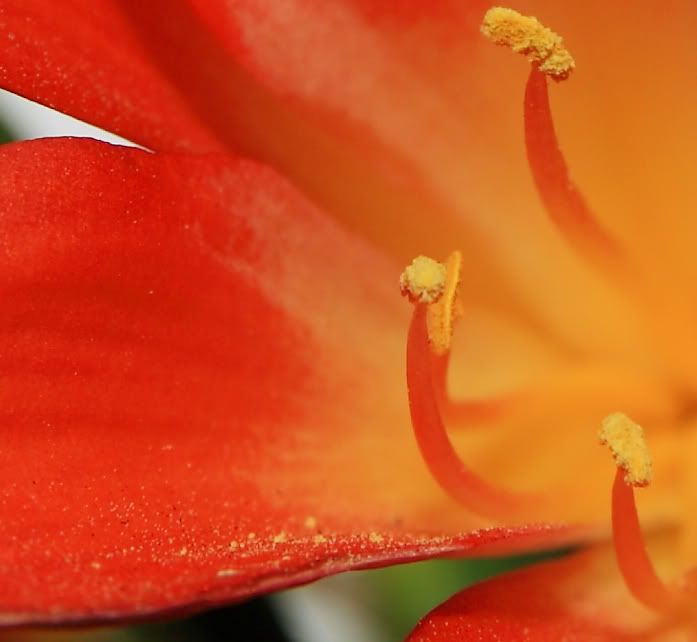 IMAGE: http://i13.photobucket.com/albums/a268/evomacky/IMG_3256_crop.jpg