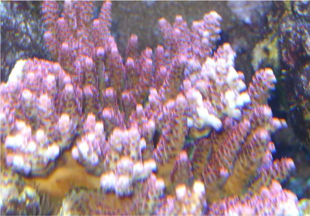 DSC00192 - What are you bringing to the 2012 Lansing Michigan Coral Expo and Swap?