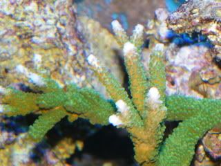 DSCF8202 - What are you bringing to the 2012 Lansing Michigan Coral Expo and Swap?