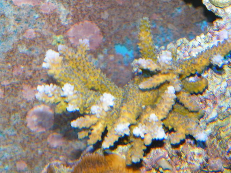 DSCF8205 - What are you bringing to the 2012 Lansing Michigan Coral Expo and Swap?