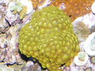 DSCF8214 - What are you bringing to the 2012 Lansing Michigan Coral Expo and Swap?