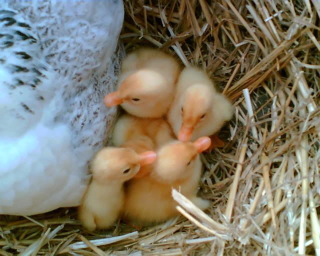 DucklingsandGoslings006.jpg