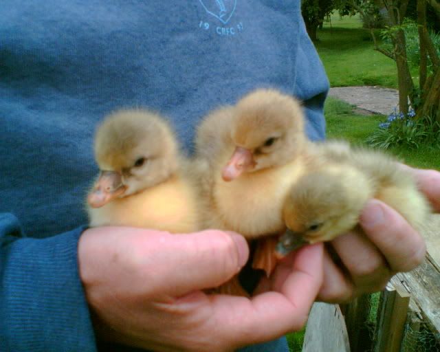 DucklingsandGoslings009.jpg