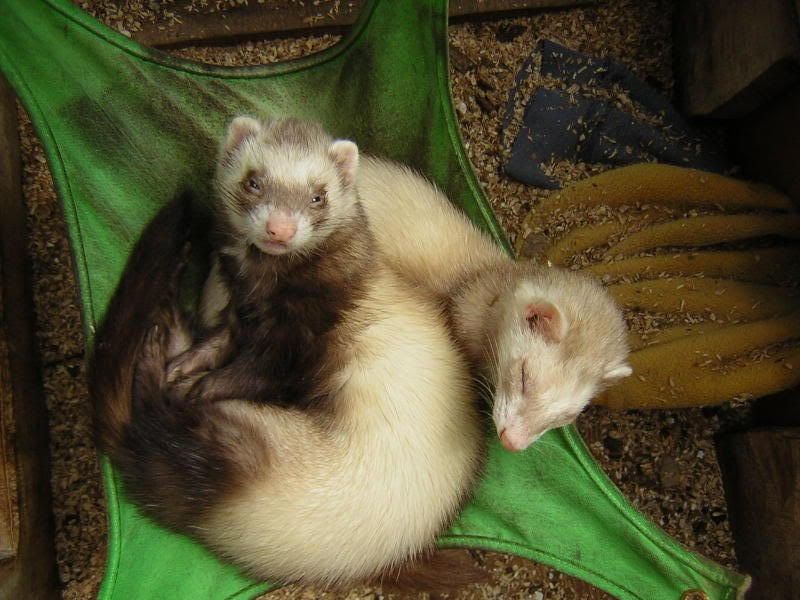 Ferrets050.jpg