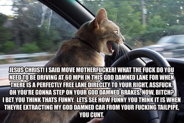 catdriving2jj.jpg