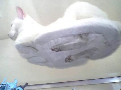 Lolcat Hover