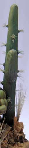 Cactus1.jpg