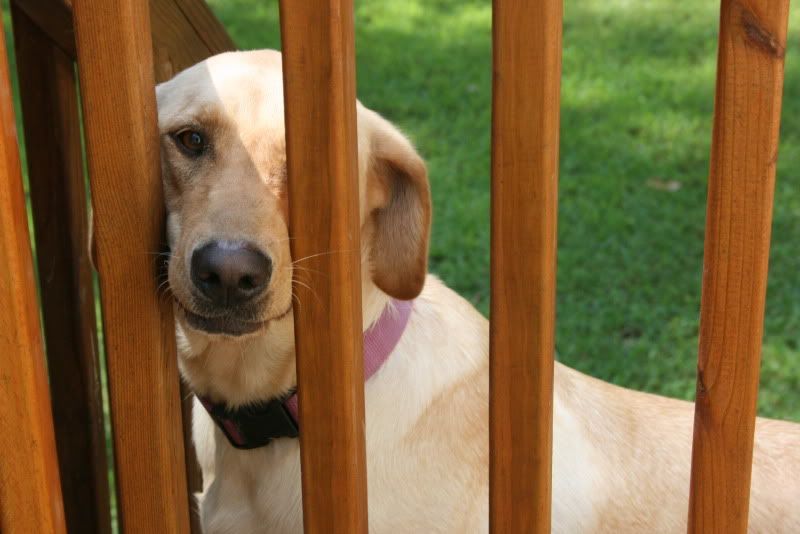 yellow lab izzy