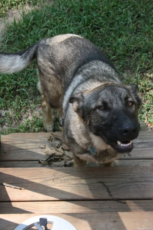 german shepherd dezel