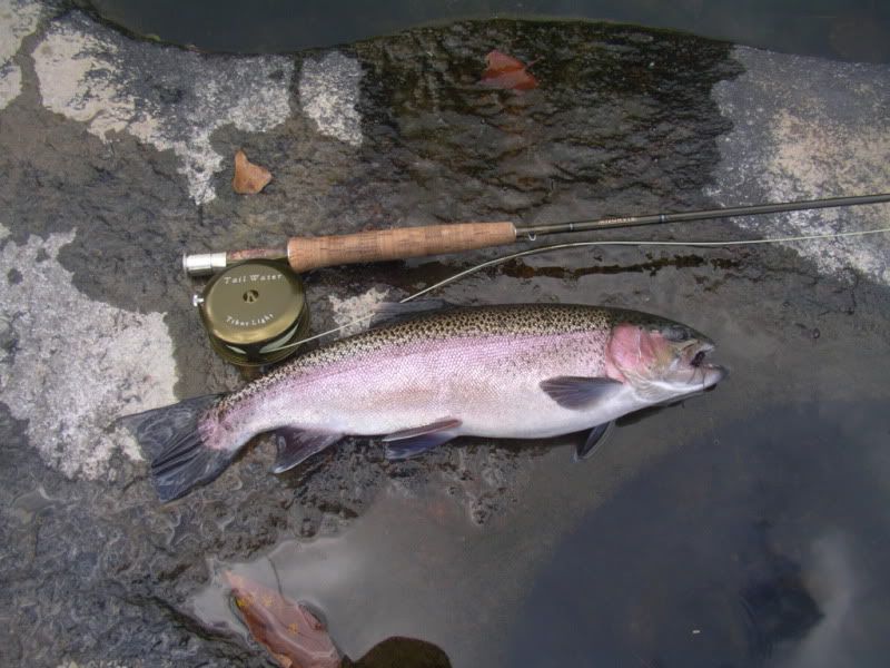 Nice image showing lower saluda striper