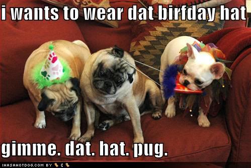 happy birthday funny dog. Happy Birthday Peanut!