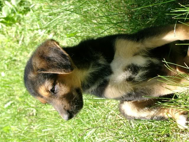 Bild