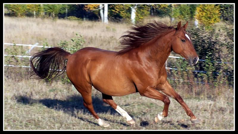 IMAGE: http://i13.photobucket.com/albums/a272/RedG35C/Kola.jpg