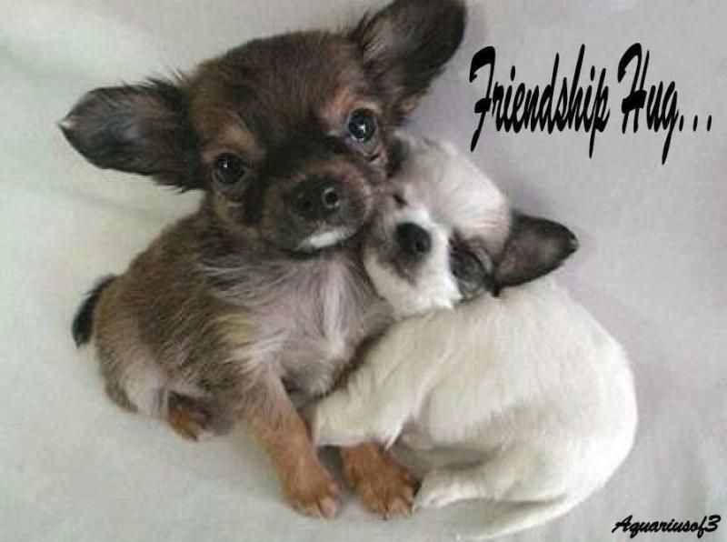 photo Friendship-hugs-for-Frances-teddybear64-21662959-896-668.jpg